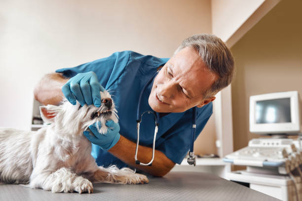 Best Emergency Gum Treatment in Burnt Store Marina, FL